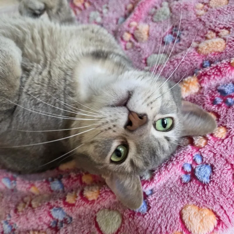An adult small-sized female Gray / Blue / Silver Domestic Short Hair cat named Star Crunch for adoption in Pontiac, IL