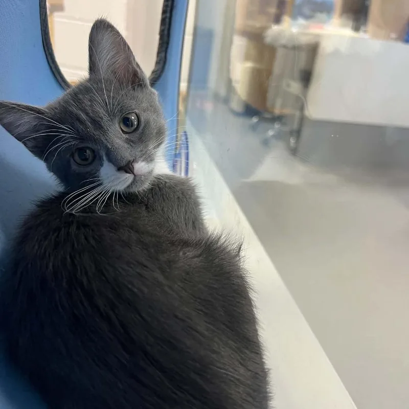 A baby small-sized female Gray / Blue / Silver Domestic Short Hair cat named Jade for adoption in Hampton Bays, NY