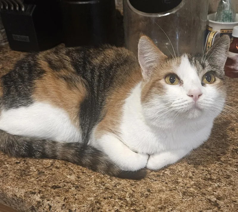Pebbles