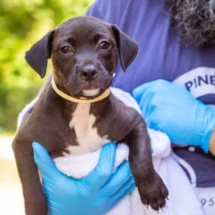 A baby medium-sized male Mixed Breed dog named Forrest for adoption in West Chester, PA