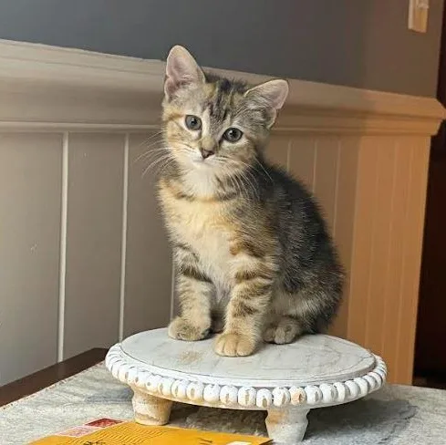 A young medium-sized female Tabby (Brown / Chocolate) Domestic Short Hair cat named Luna for adoption in SNOW HILL, NC