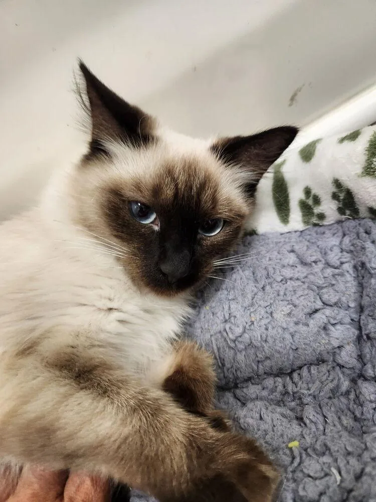A baby small-sized female Siamese cat named Taki for adoption in Lancaster, CA