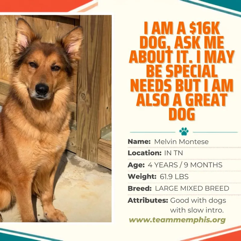 An adult large-sized male Mixed Breed dog named Melvin Montese for adoption in Bartlett, TN