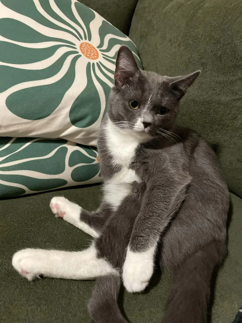 A young medium-sized male Gray & White Domestic Short Hair cat named Bowie for adoption in Chuckey, TN
