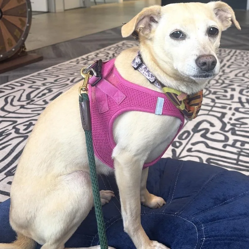 An adult small-sized female Chihuahua dog named Yodel for adoption in Los Angeles, CA