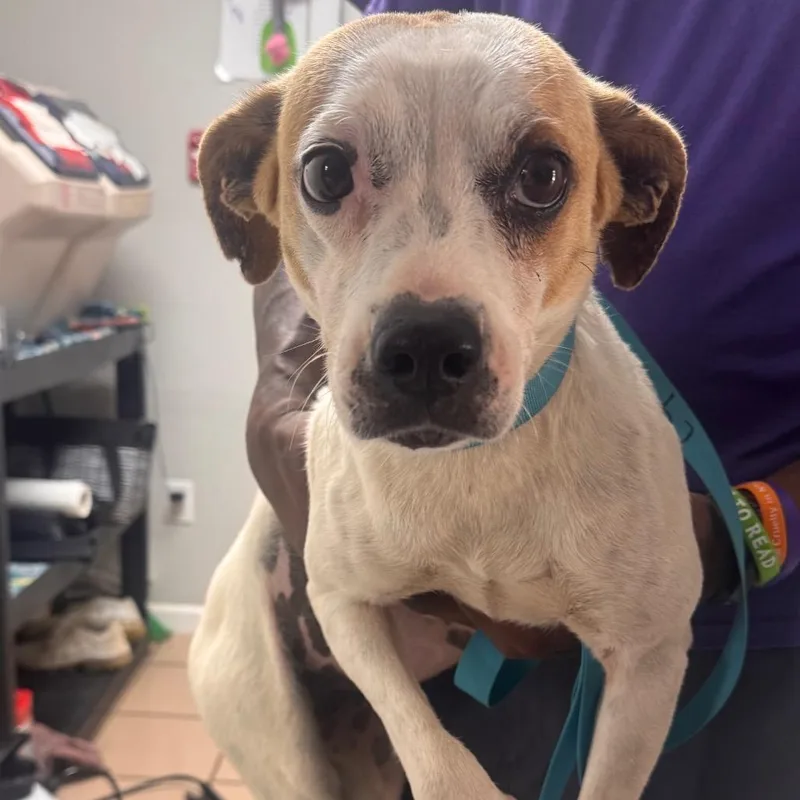 An adult medium-sized female White / Cream Hound dog named Brenda for adoption in Starkville, MS
