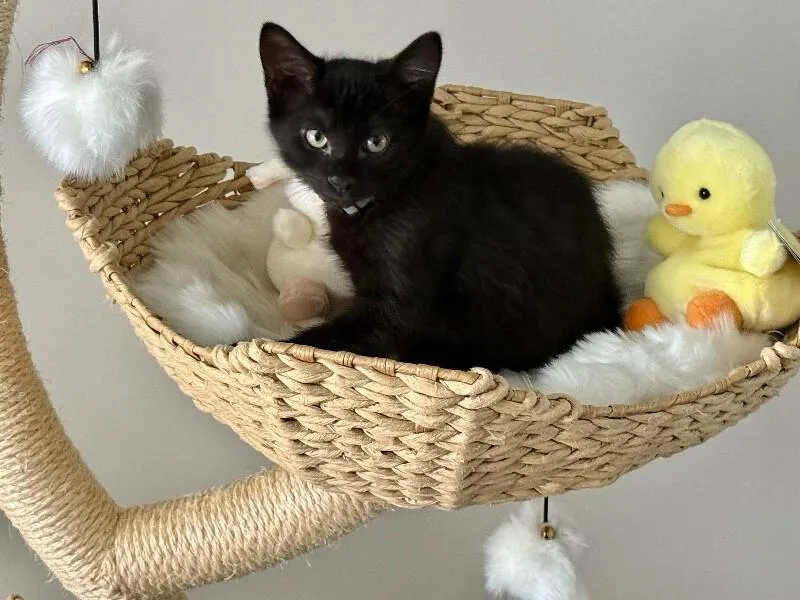 A young medium-sized male Black Domestic Short Hair cat named Damon for adoption in North Babylon, NY