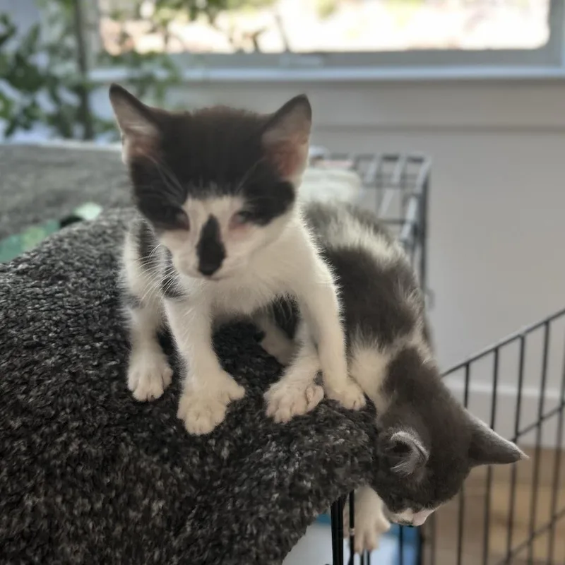 A young small-sized male Black Domestic Short Hair cat named Baby Bear for adoption in Brooklyn, NY