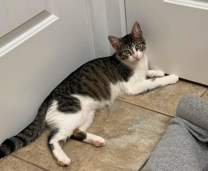 A young medium-sized female Domestic Short Hair cat named Vera for adoption in Hoover , AL