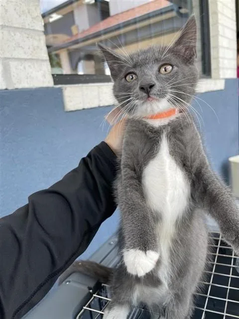 A baby small-sized female Domestic Short Hair cat named Orange for adoption in Houston, TX