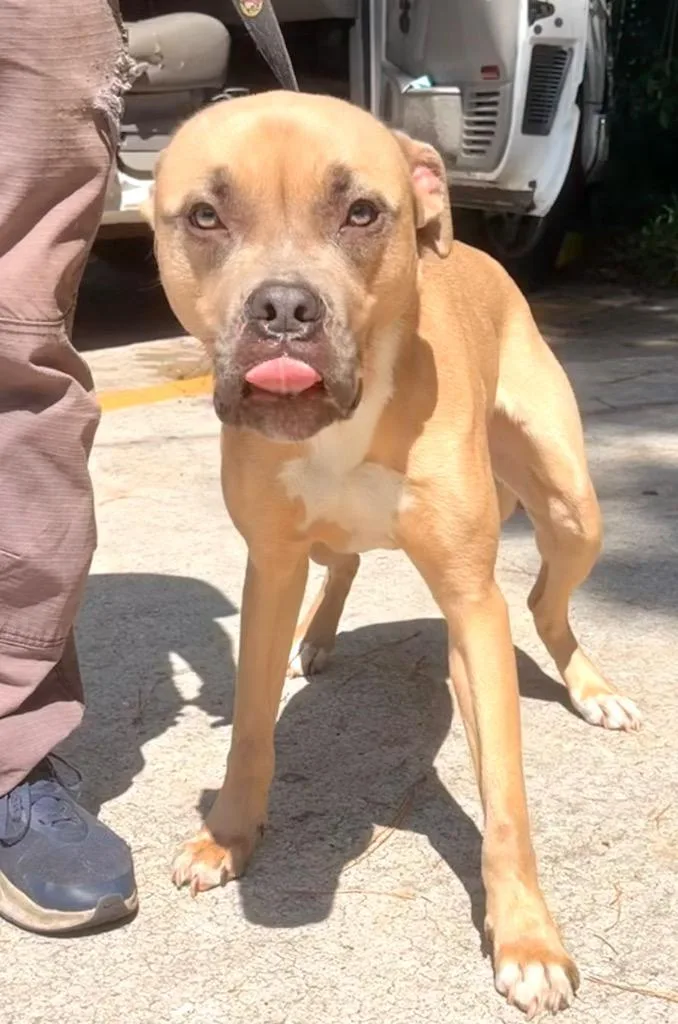 A young medium-sized male Mixed Breed dog named Cosmo for adoption in St. Augustine, FL