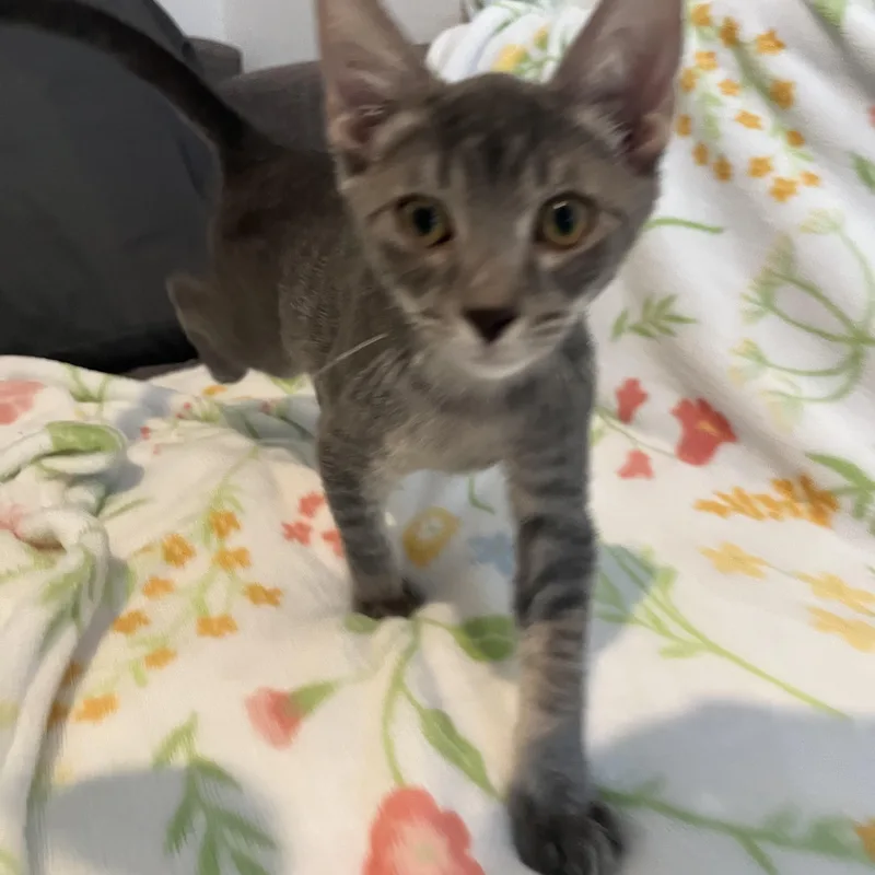 A young small-sized male Tabby (Gray / Blue / Silver) Domestic Short Hair cat named Danish for adoption in Plant City, FL