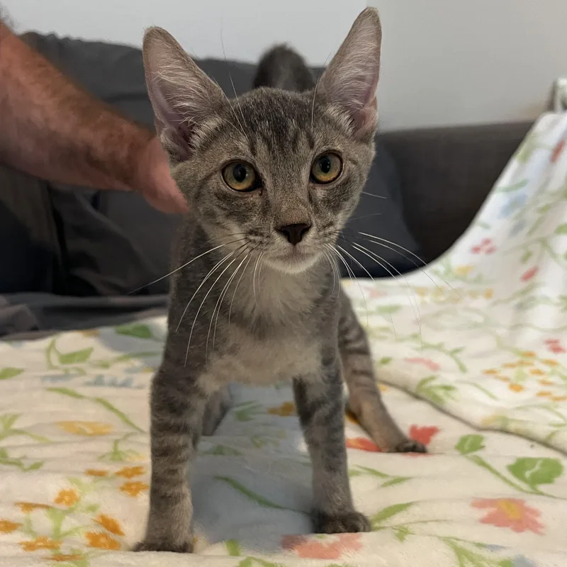 Danish thumbnail 2