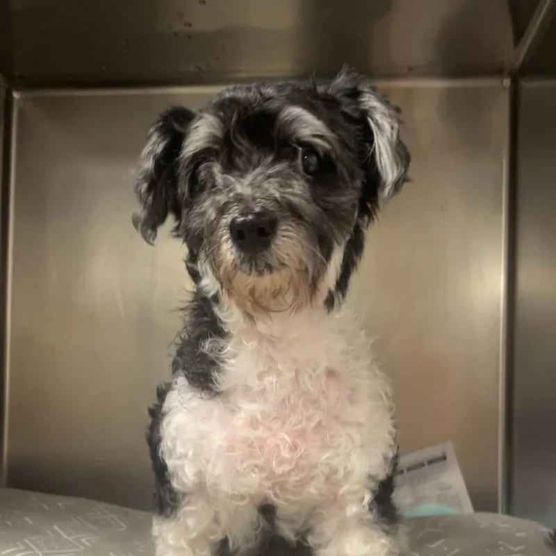 A senior small-sized male Gray / Blue / Silver Mixed Breed dog named Chico for adoption in Charleston, WV