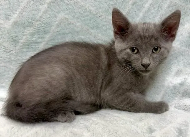 A young medium-sized male Gray / Blue / Silver Domestic Short Hair cat named Alvin for adoption in Miller Beach, IN
