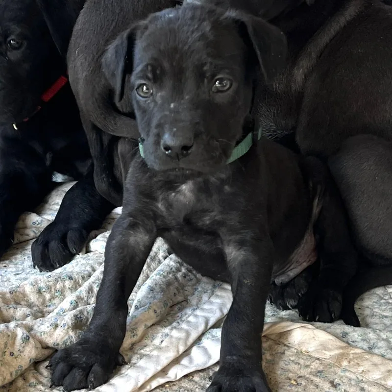 A baby medium-sized male Black Great Dane dog named Emmett for adoption in Shingletown, CA