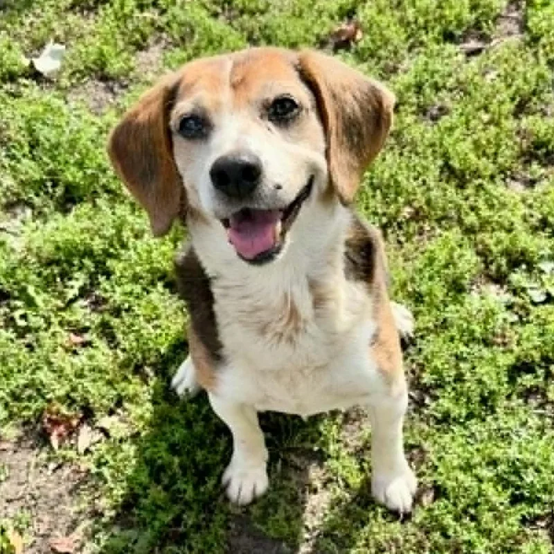 A senior medium-sized male Beagle dog named Boomer for adoption in Rushville, IL