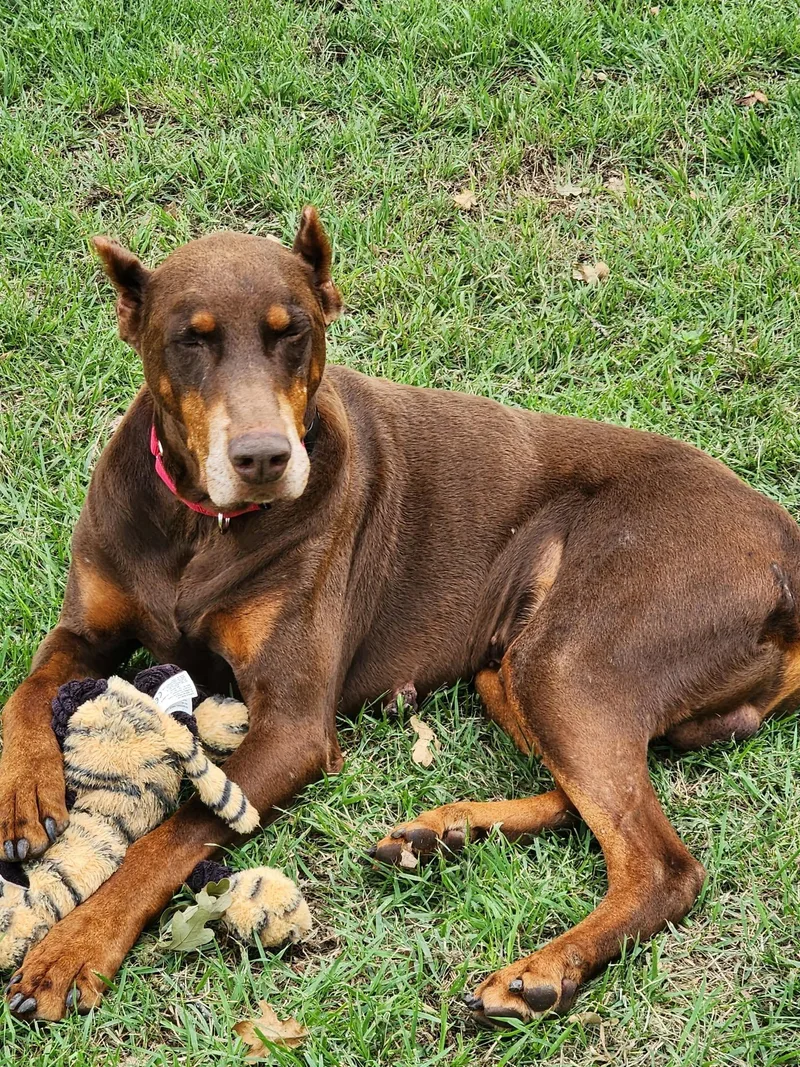 An adult large-sized male Red / Chestnut / Orange Doberman Pinscher dog named Eddison for adoption in Benbrook, TX