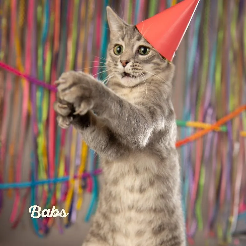 An adult small-sized female Gray / Blue / Silver Domestic Short Hair cat named Babs for adoption in Springfield, MO