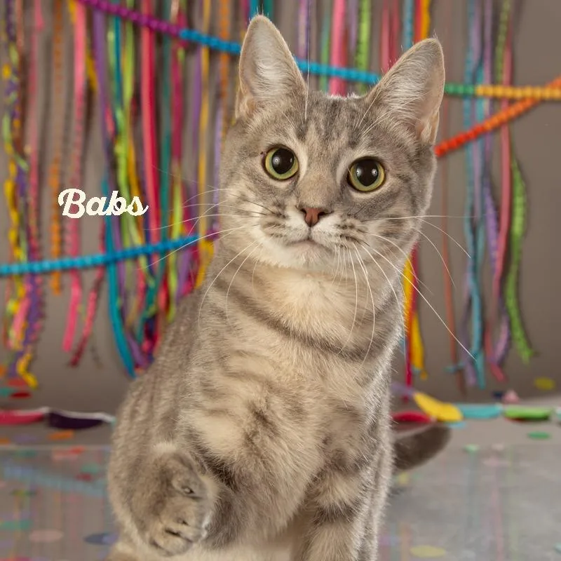 Babs thumbnail 3