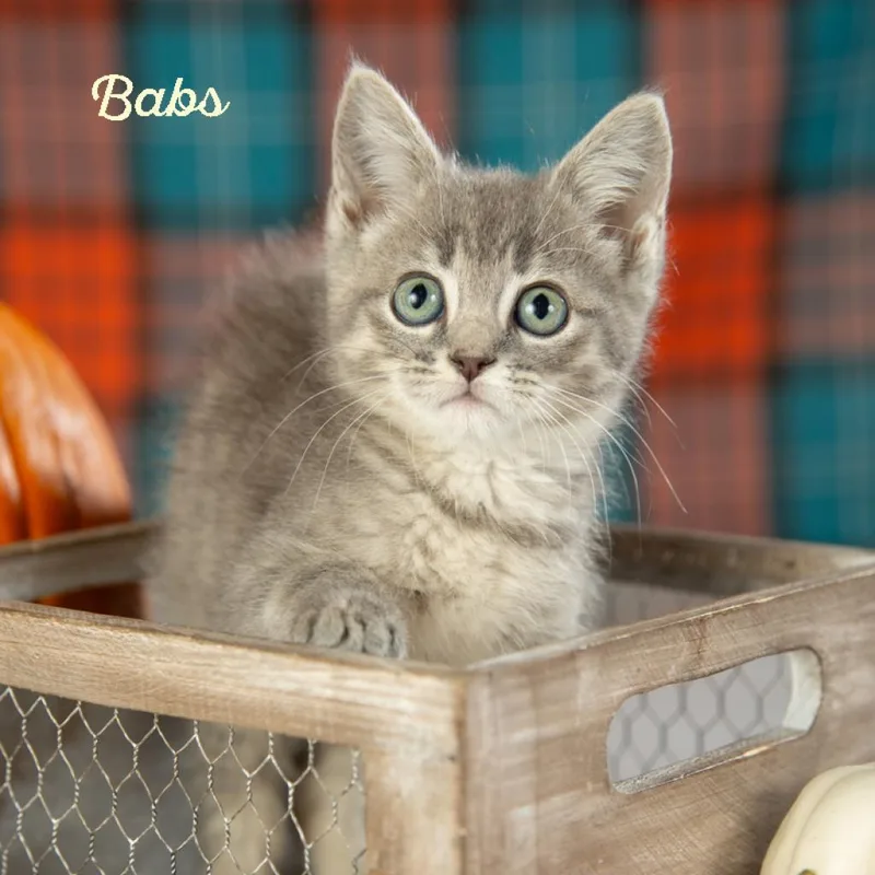 Babs thumbnail 4