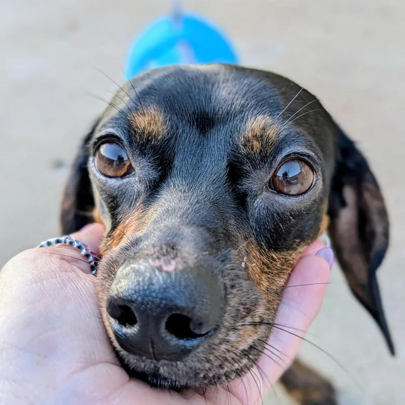 Toby Thomas thumbnail 3