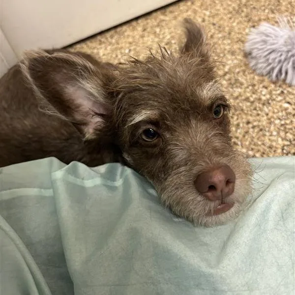 A young small-sized female Brown / Chocolate Miniature Schnauzer dog named Prudence for adoption in Tempe, AZ