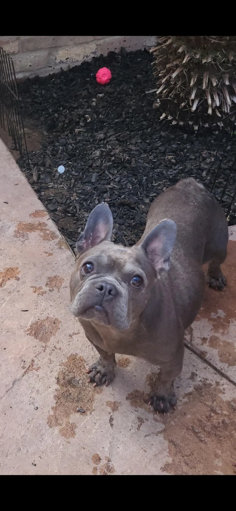 An adult small-sized female French Bulldog dog named Sofia for adoption in modesto, CA