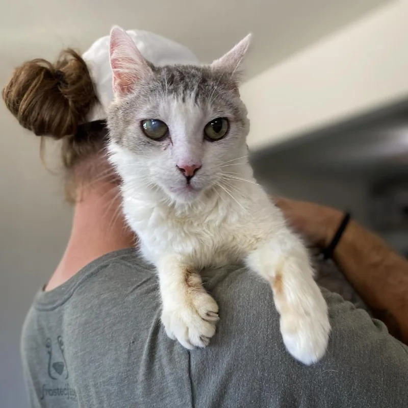 A senior medium-sized male Gray / Blue / Silver Domestic Short Hair cat named Gilbert for adoption in Ramona, CA