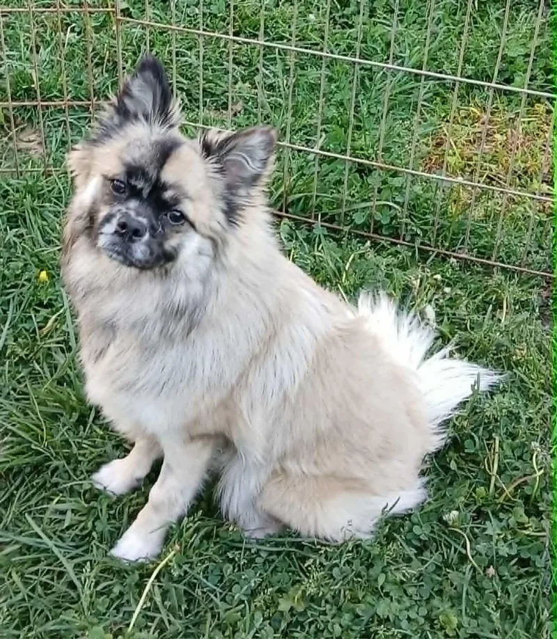 A young small-sized female Pomeranian dog named Roxy for adoption in Ceres, VA
