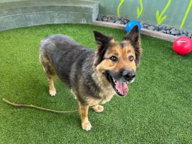 An adult large-sized male German Shepherd Dog dog named Debo for adoption in Van Nuys, CA