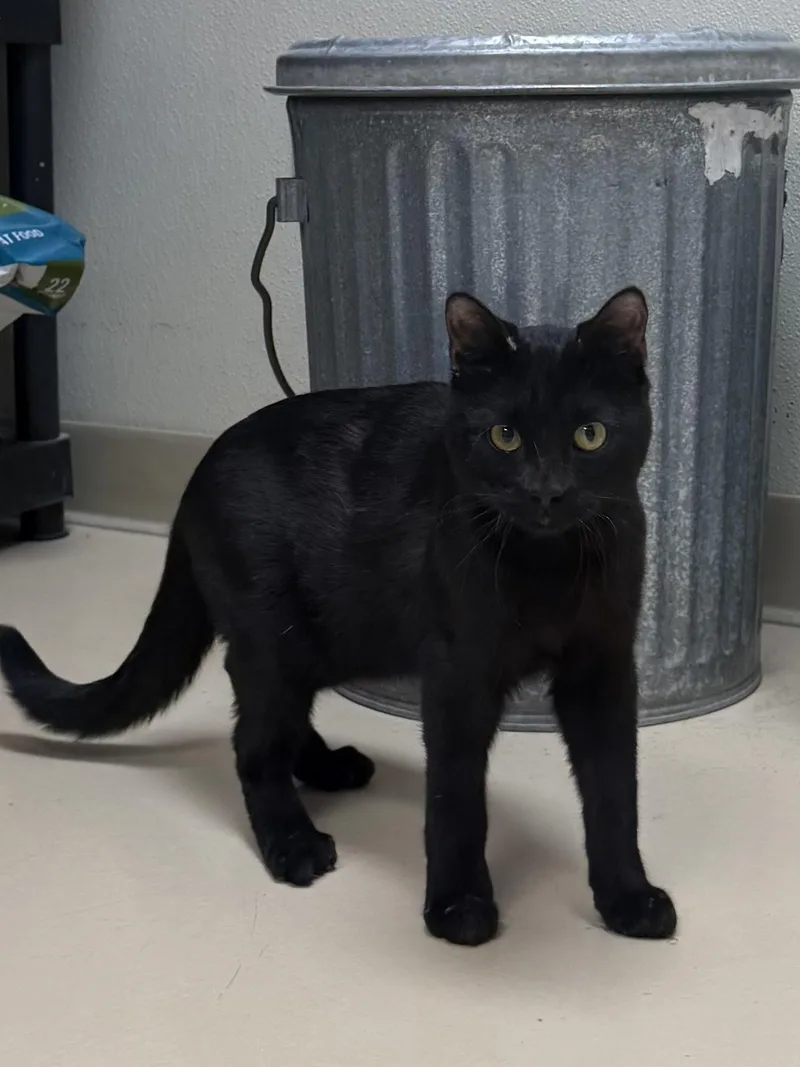 A young medium-sized male Black Domestic Short Hair cat named Ribeye for adoption in Boulder City, NV