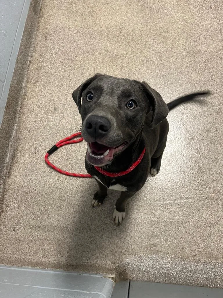 A young medium-sized female Pit Bull Terrier dog named Velma for adoption in Troy, OH