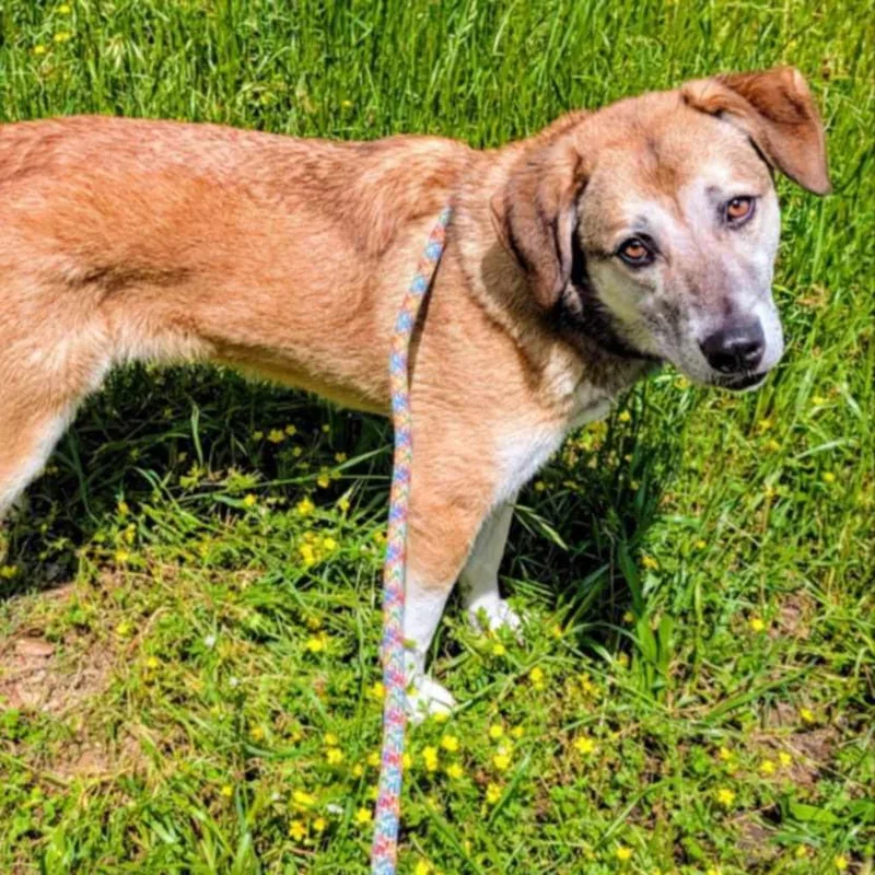 Squirrel thumbnail 2