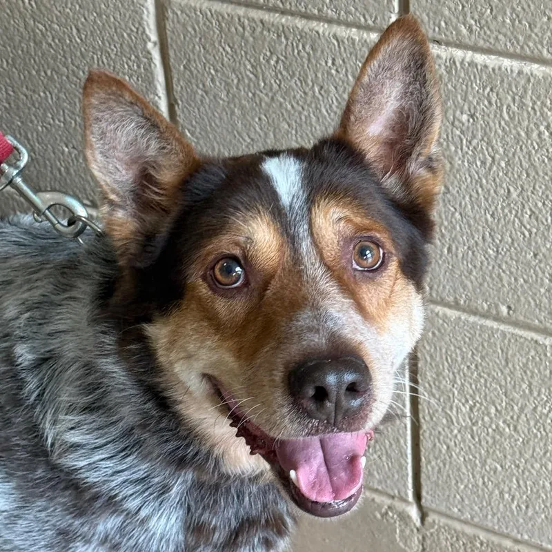An adult medium-sized male Brown / Chocolate Australian Cattle Dog / Blue Heeler dog named "Billy" for adoption in Perkiomenville, PA