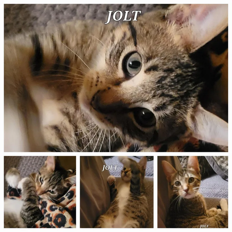 A baby small-sized male Tabby cat named Jolt CP for adoption in Locust Grove, GA