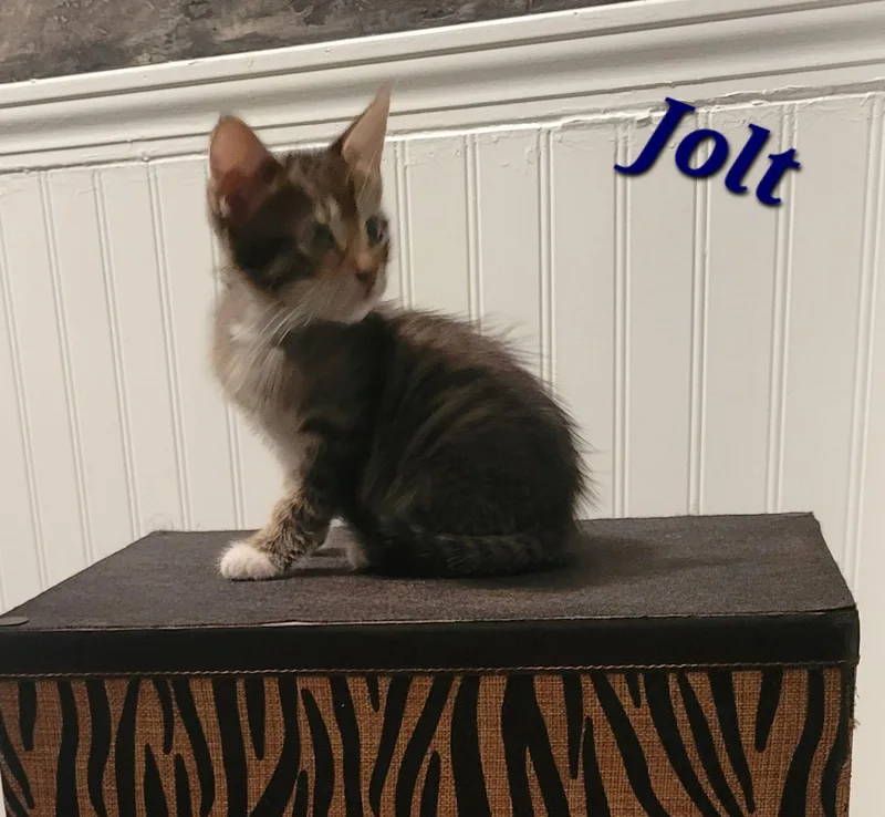 Jolt  CP thumbnail 2