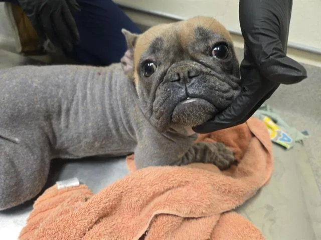 An adult small-sized female French Bulldog dog named Texas for adoption in Auburn, CA