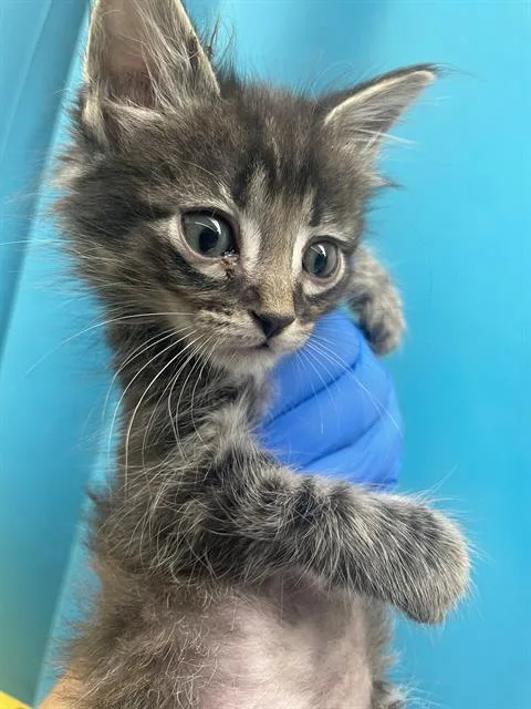 A baby small-sized male Domestic Short Hair cat named Angel for adoption in Las Vegas, NV