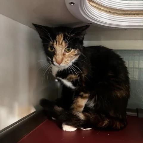 A young small-sized female Calico Domestic Short Hair cat named Lucy for adoption in Hutchinson, MN