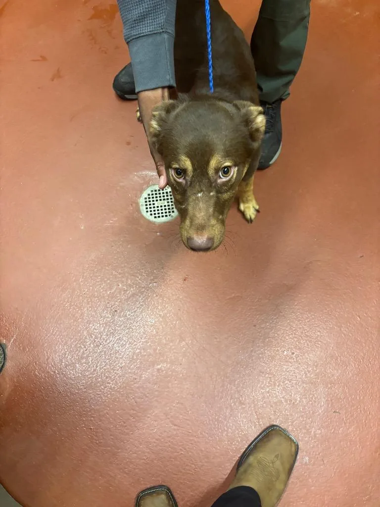 A baby medium-sized female Mixed Breed dog named Honeybun for adoption in Douglasville, GA