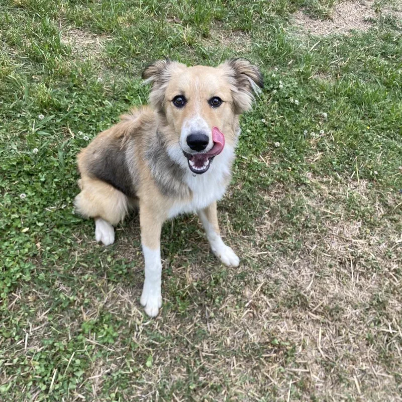 A young medium-sized male Yellow / Tan / Blond / Fawn Australian Shepherd dog named Snickle for adoption in Caryville, TN