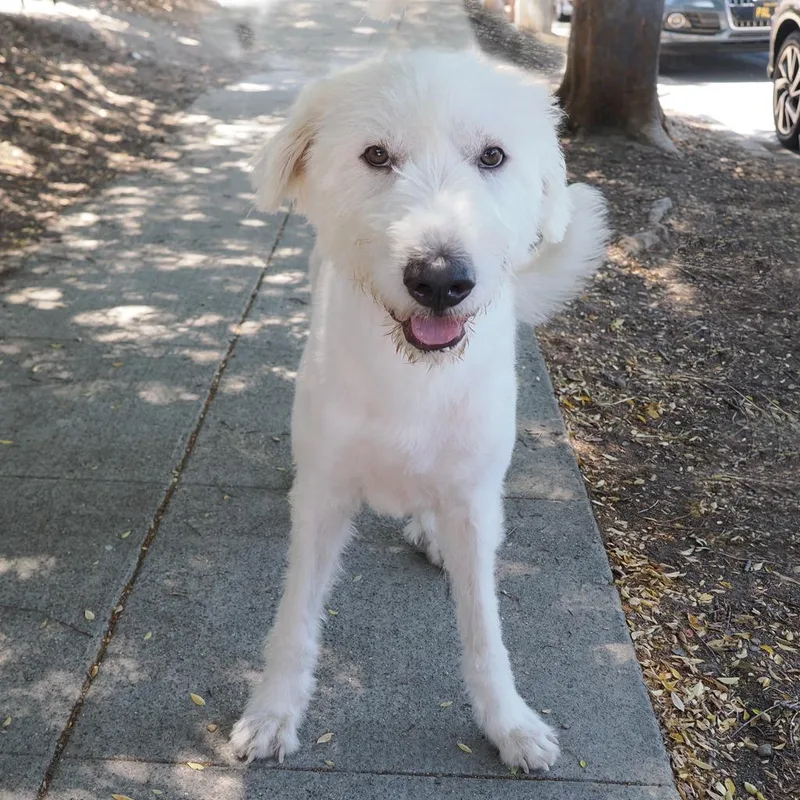 An adult large-sized female White / Cream Great Pyrenees dog named Dd for adoption in Point Richmond, CA