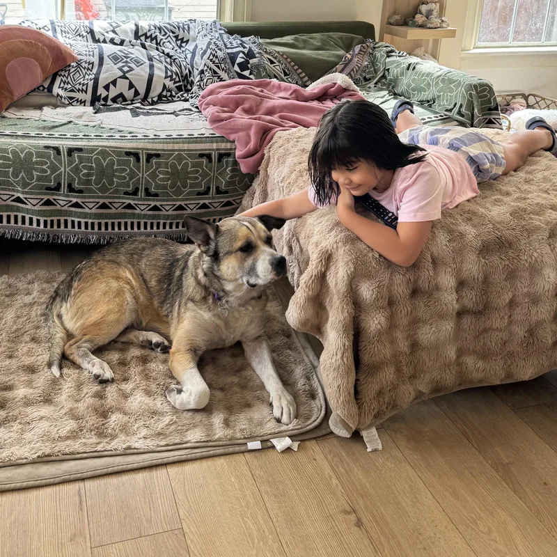 A senior medium-sized female Husky dog named Rosie for adoption in Pasadena, CA