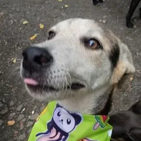 A young small-sized male Corgi dog named Gabriel for adoption in Albion, NY