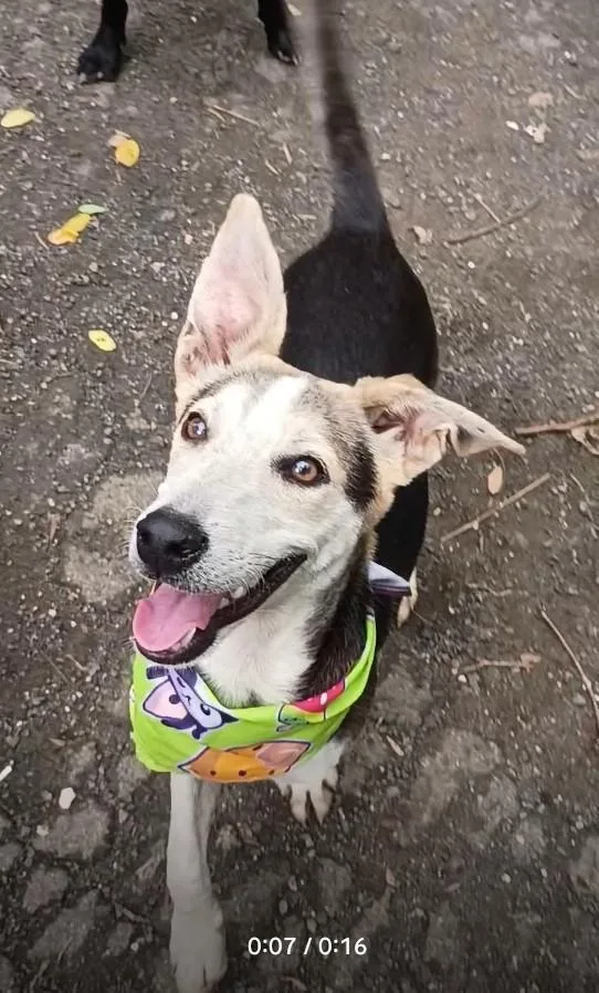 Gabriel thumbnail 4