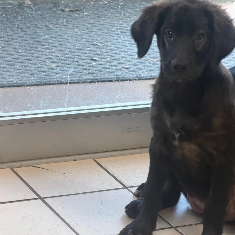 A baby medium-sized female Black Labrador Retriever dog named TUSCStray_ for adoption in Tuscaloosa, AL