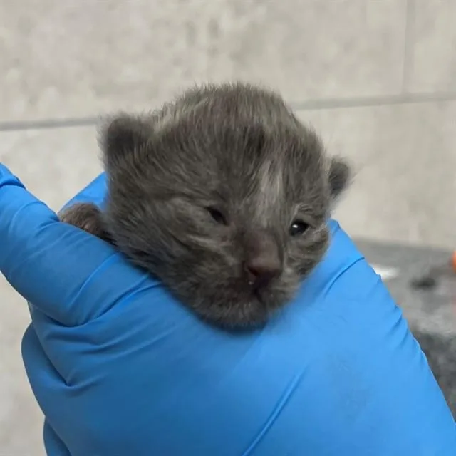 A baby small-sized male Domestic Short Hair cat named San Rafael for adoption in Naples, FL