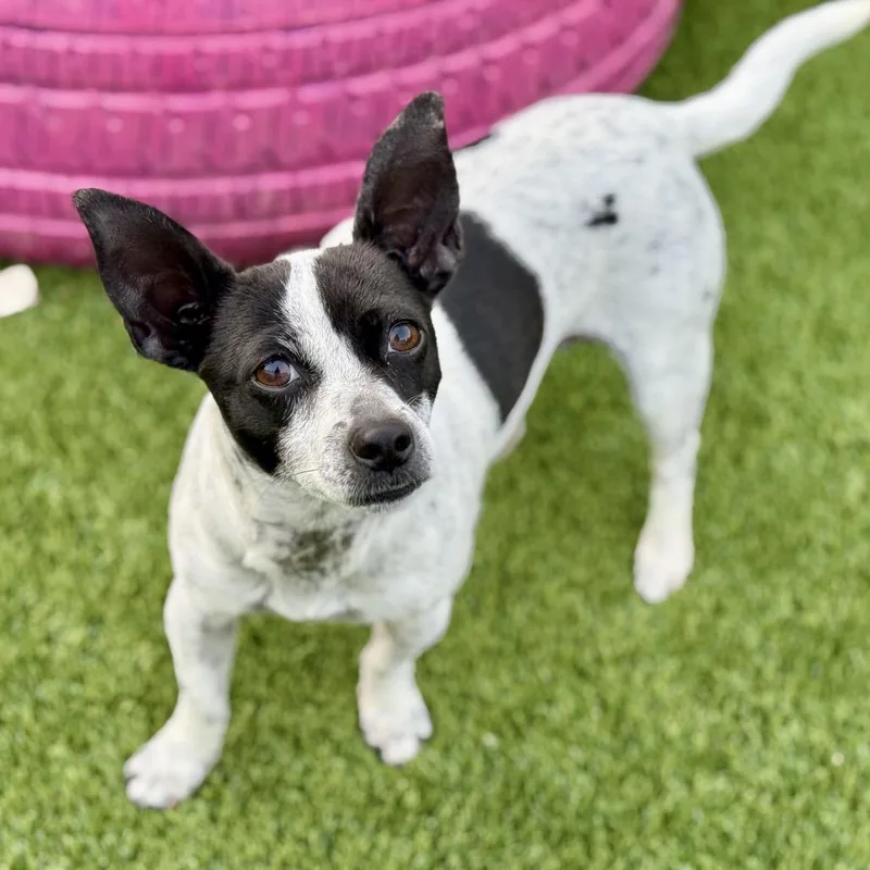 Pepper  Sweet Pup