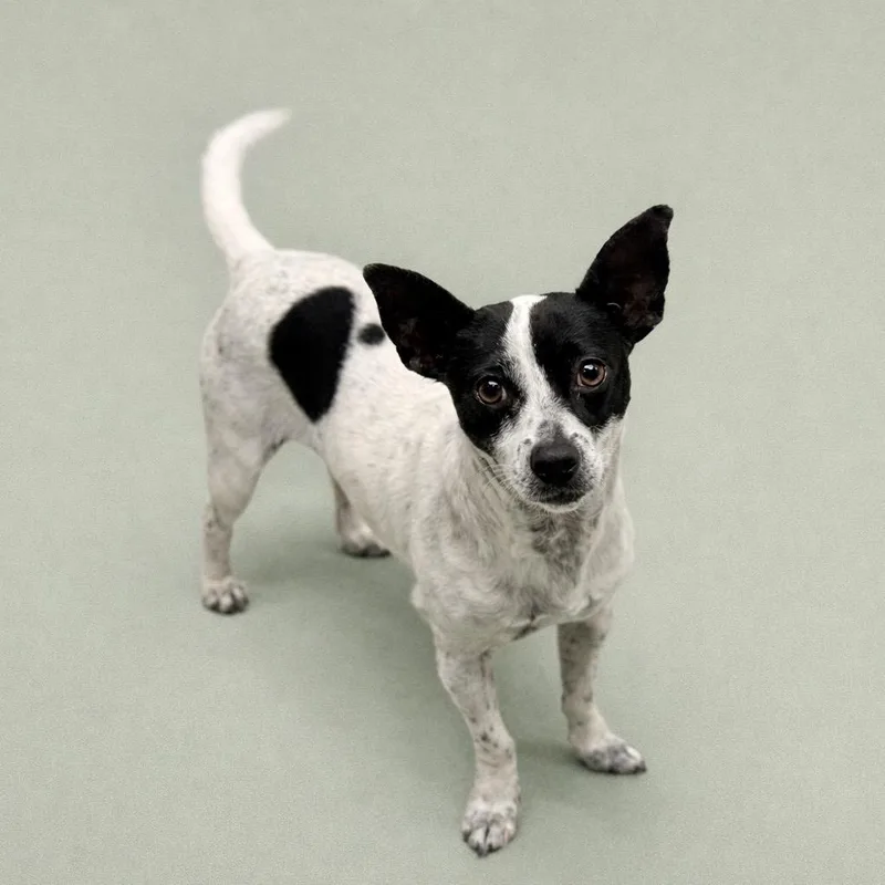 Pepper  Sweet Pup thumbnail 2
